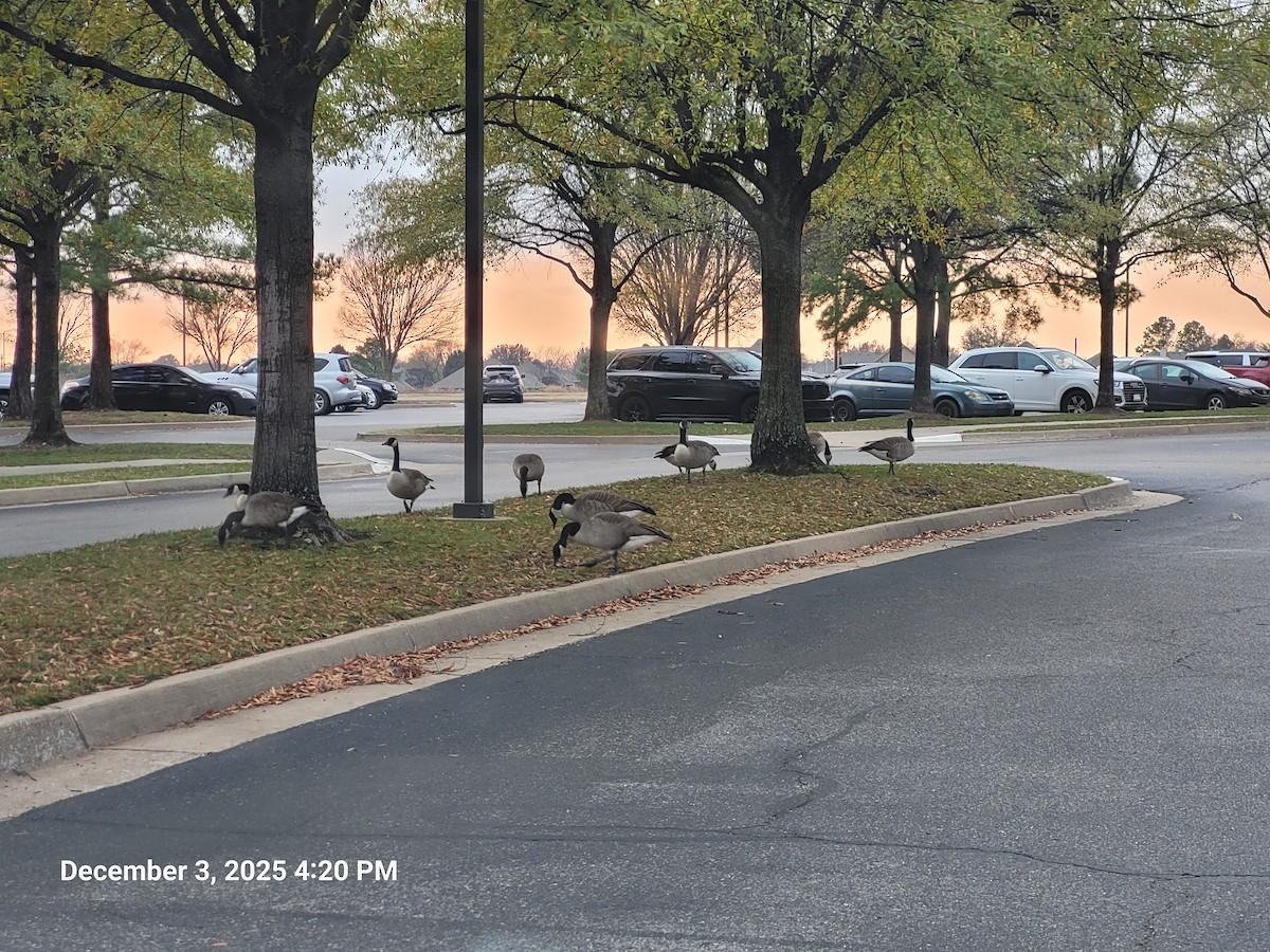 Oca canadese maggiore - ML646381655