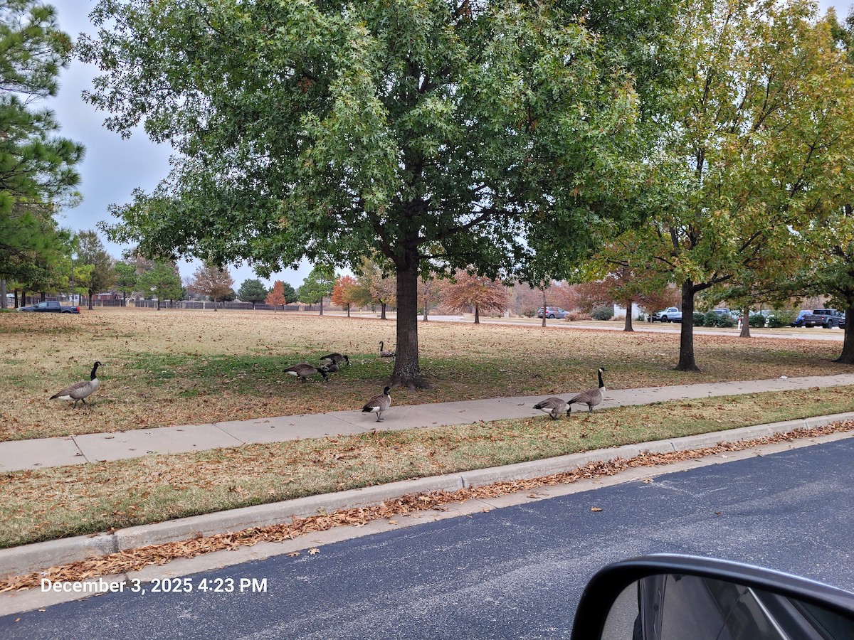 Canada Goose - ML646381656