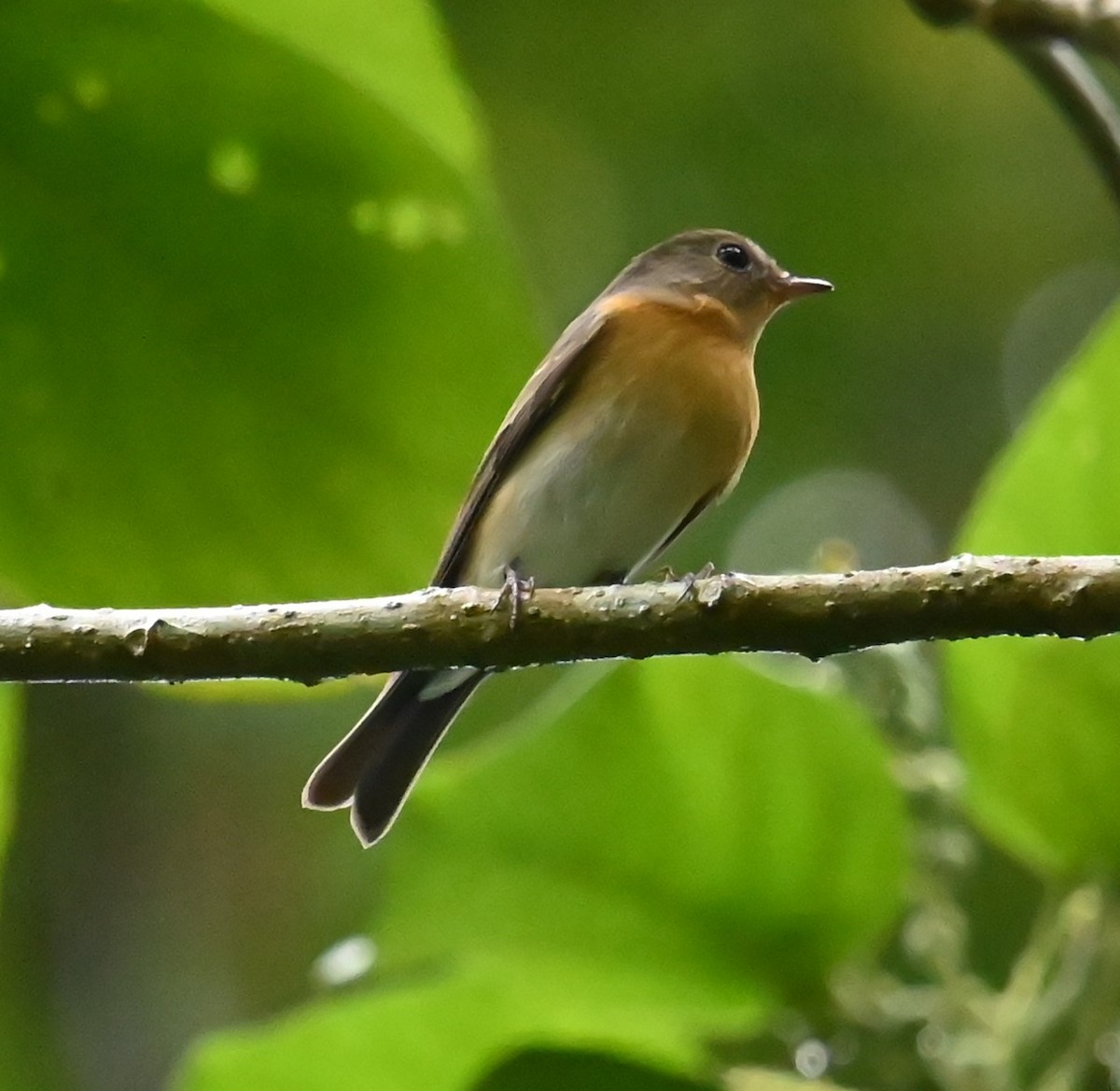 Pigliamosche mugimaki - ML646381658