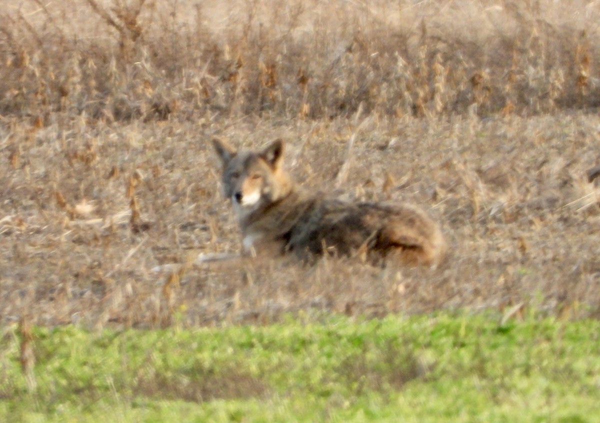 Animaux - ML646381660