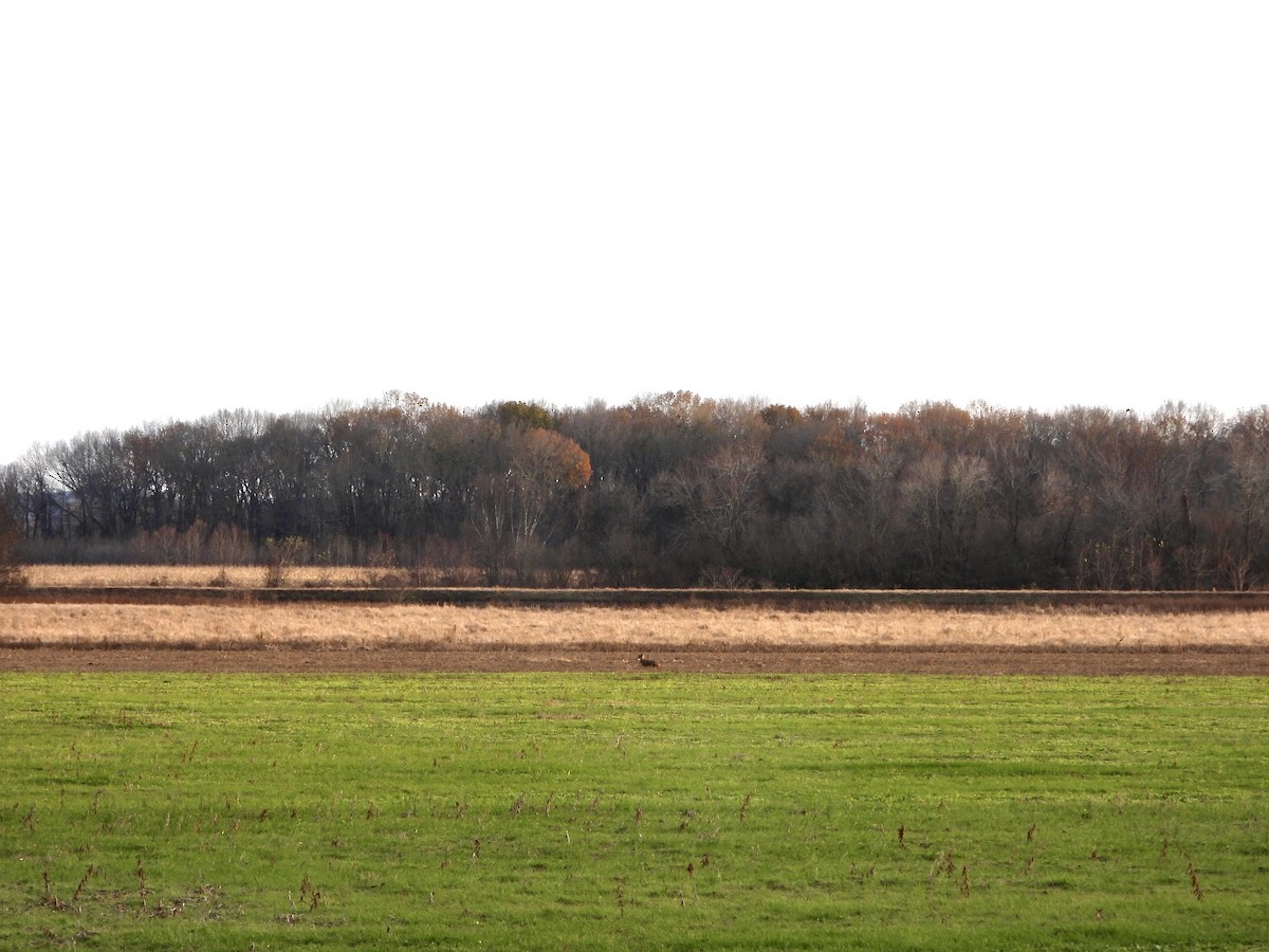 Animaux - ML646381661