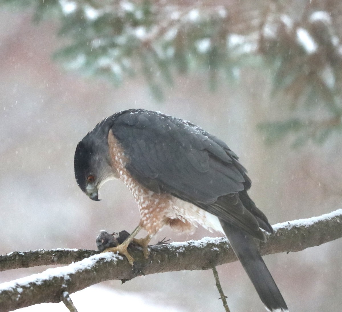 Épervier de Cooper - ML646381662