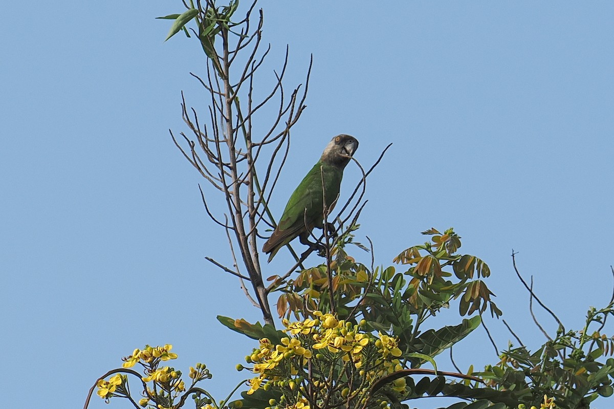 Senegal Parrot - ML646381663