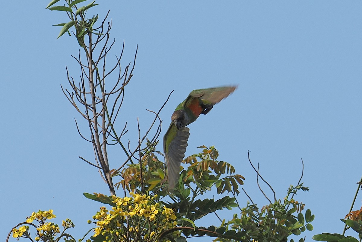 Senegal Parrot - ML646381664