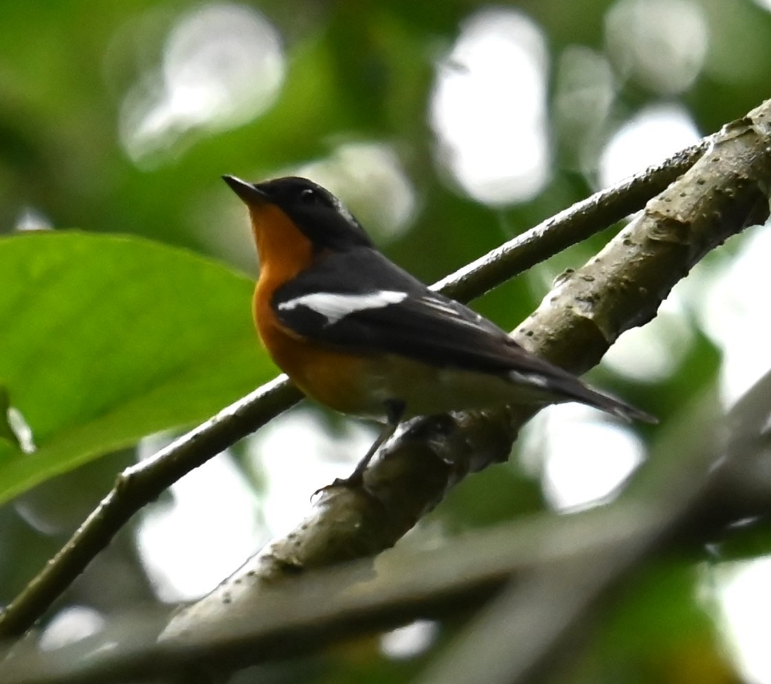 Pigliamosche mugimaki - ML646381665