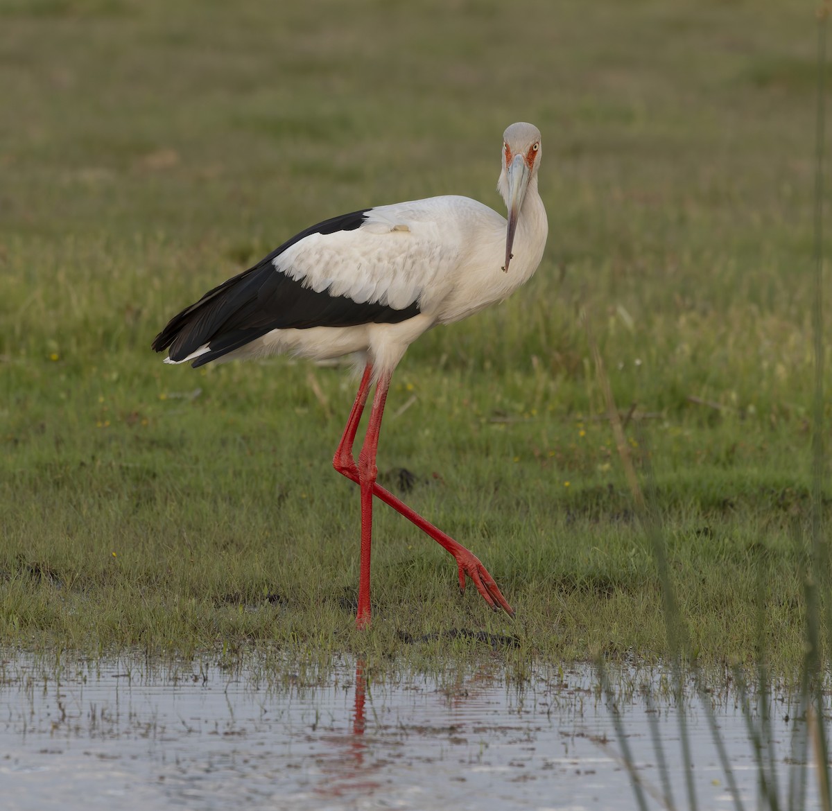 Maguari Stork - ML646381666