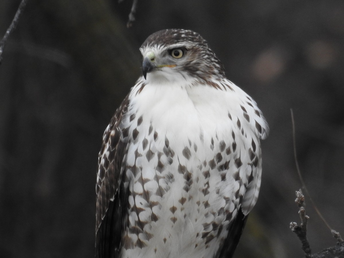 Red-tailed Hawk - ML646381667