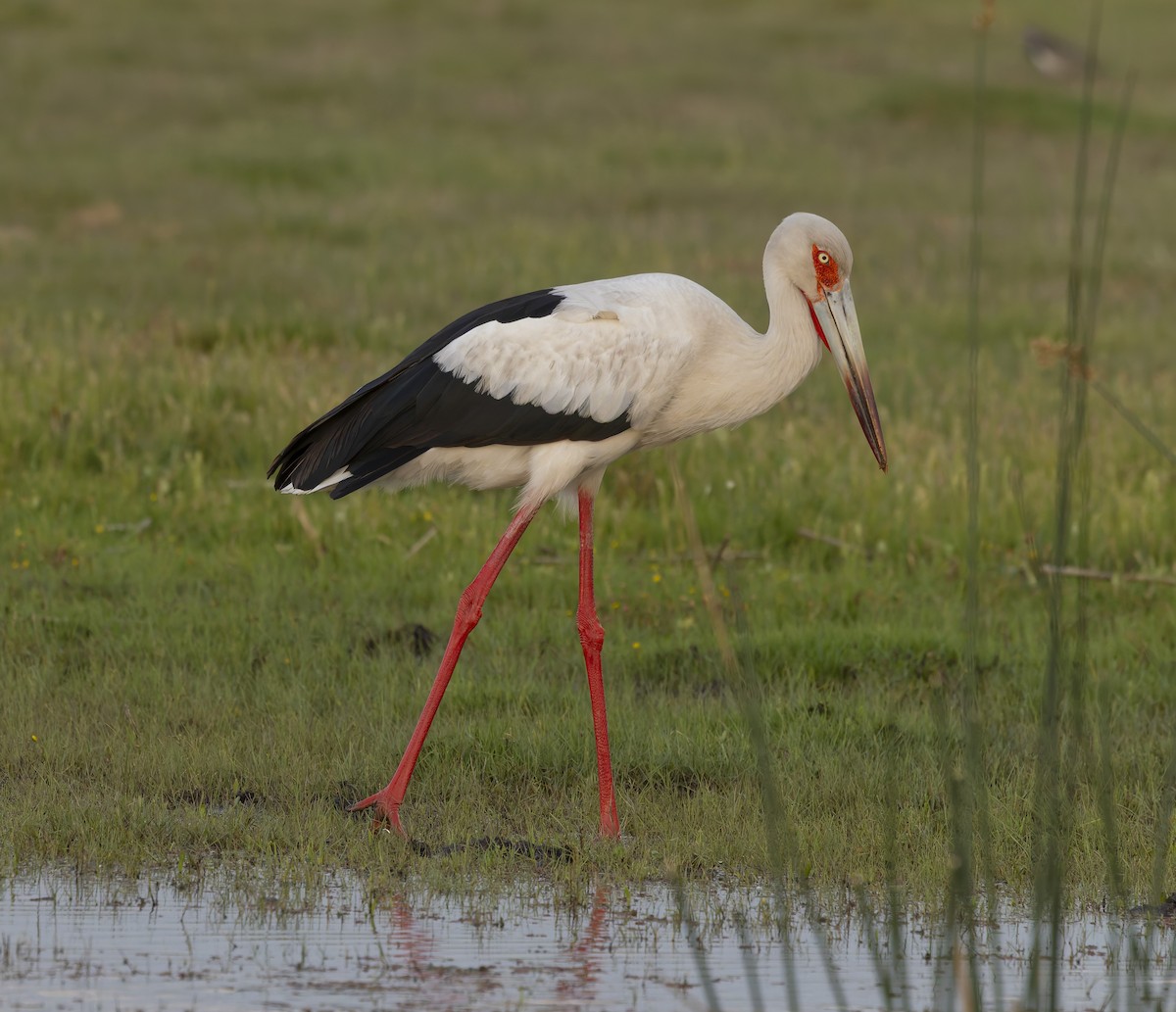 Maguari Stork - ML646381669