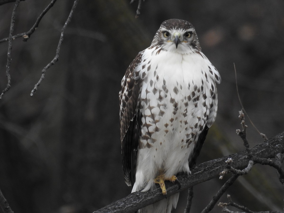 Red-tailed Hawk - ML646381670