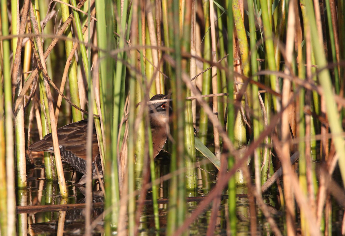 Virginia Rail - ML646381671