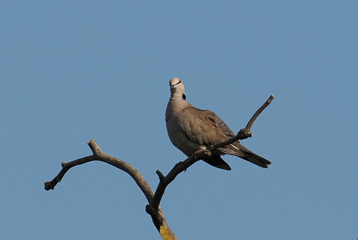 Vinaceous Dove - ML646381672