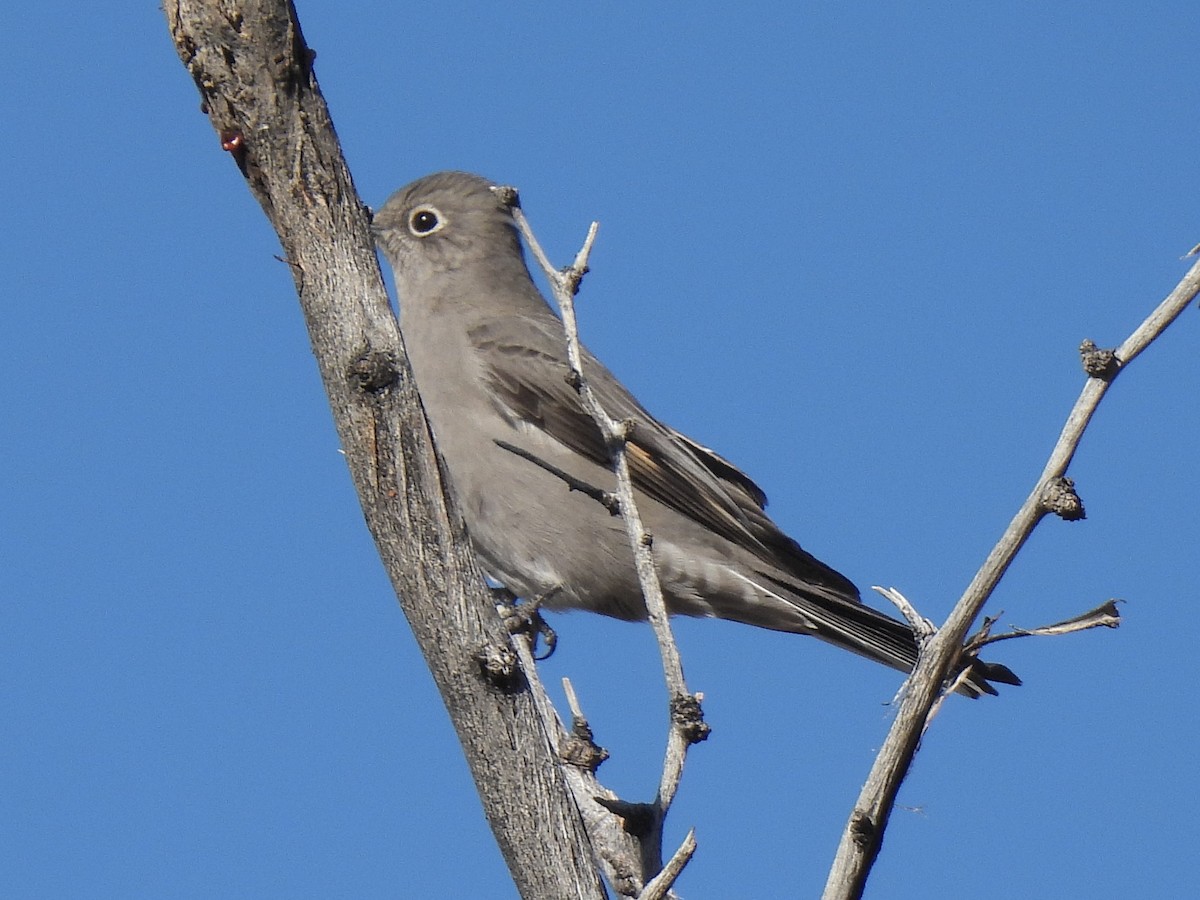 Townsend's Solitaire - ML646381673