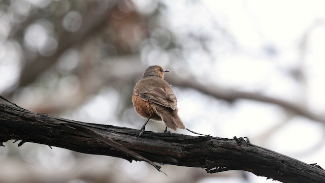Rufous Treecreeper - ML646381675