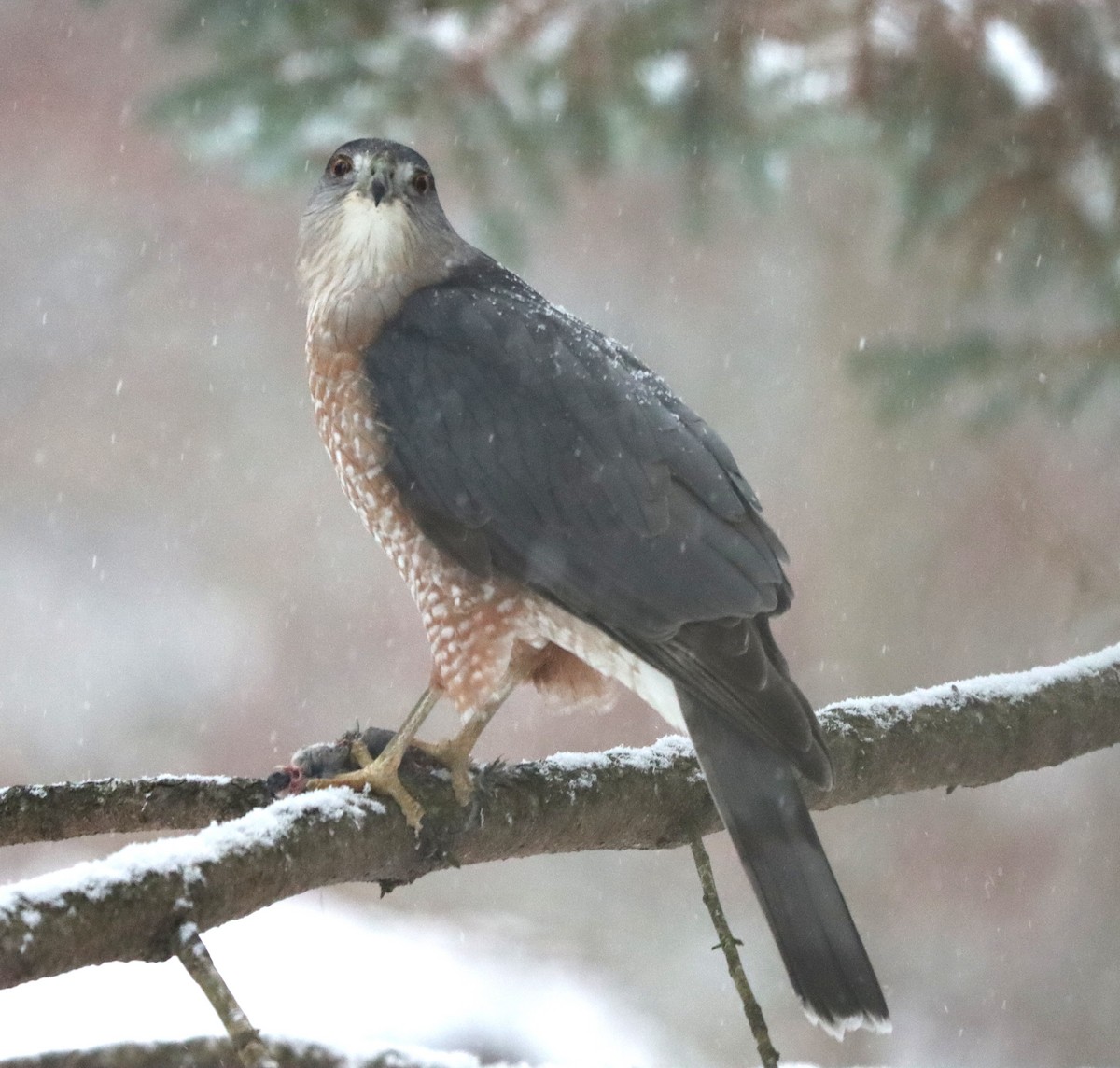 Épervier de Cooper - ML646381677