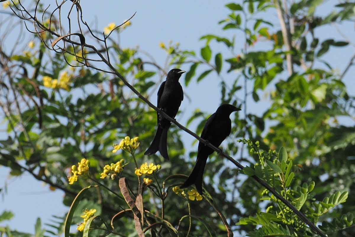 Fork-tailed Drongo - ML646381680