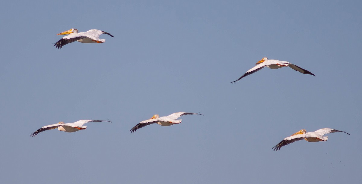 American White Pelican - ML646381689