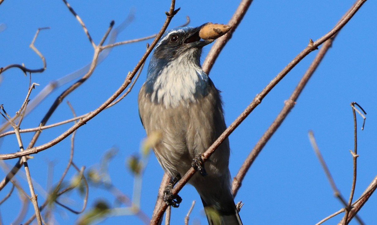 California Scrub-Jay - ML646381693