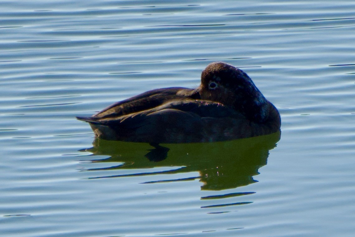 Redhead - ML646381695
