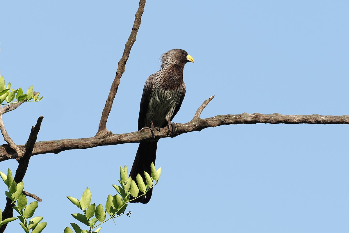 Western Plantain-eater - ML646381697