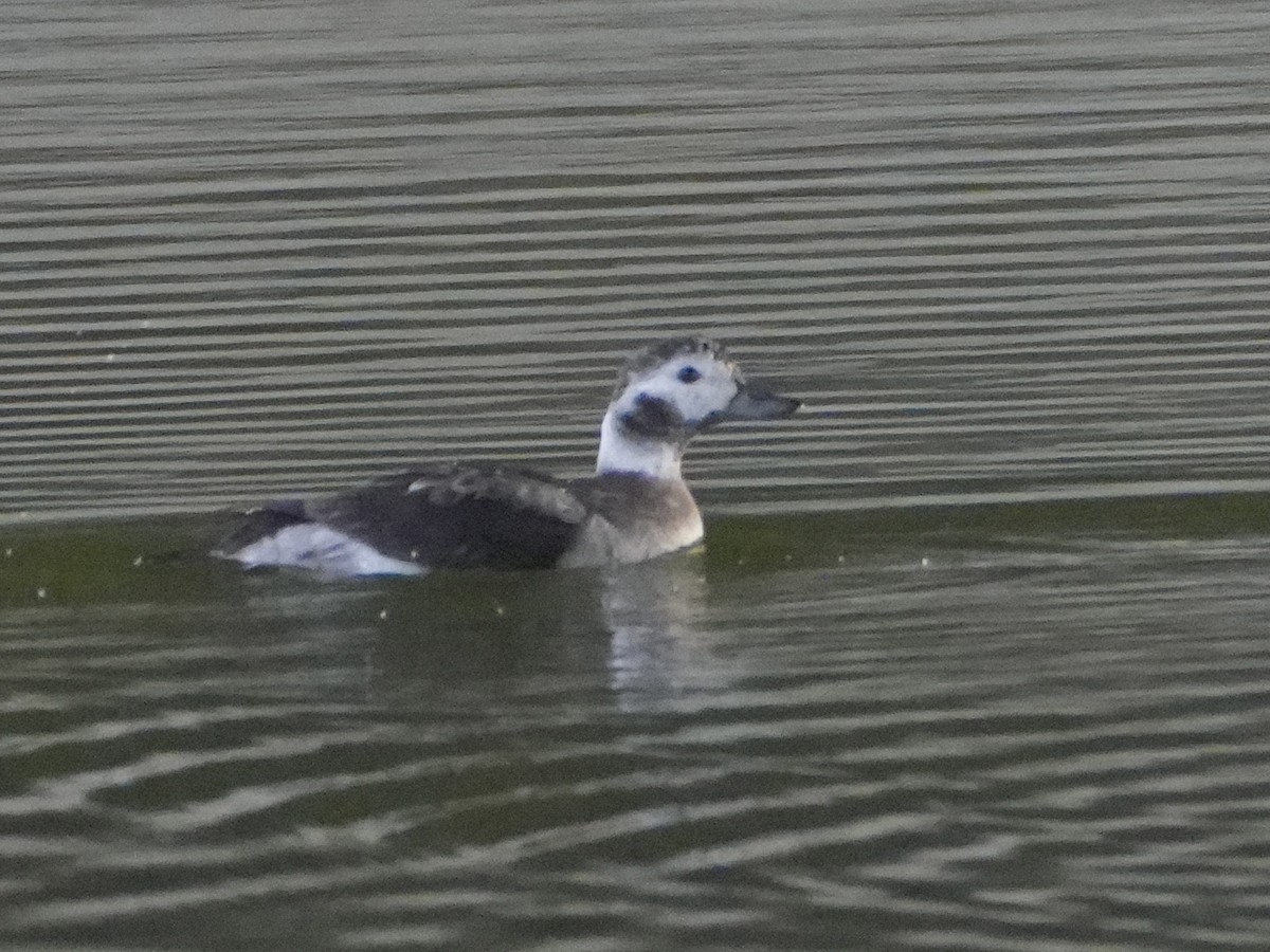 Long-tailed Duck - ML646381700