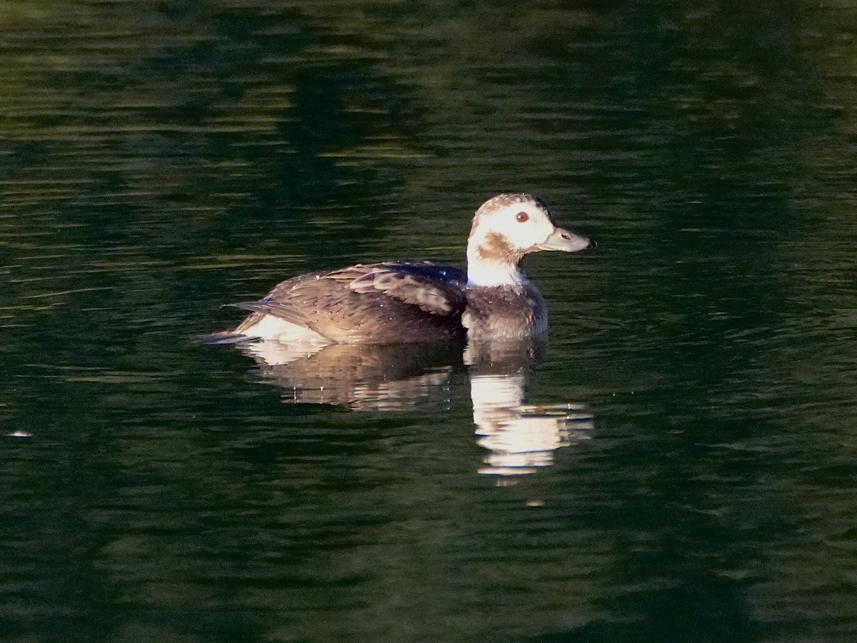 Long-tailed Duck - ML646381701