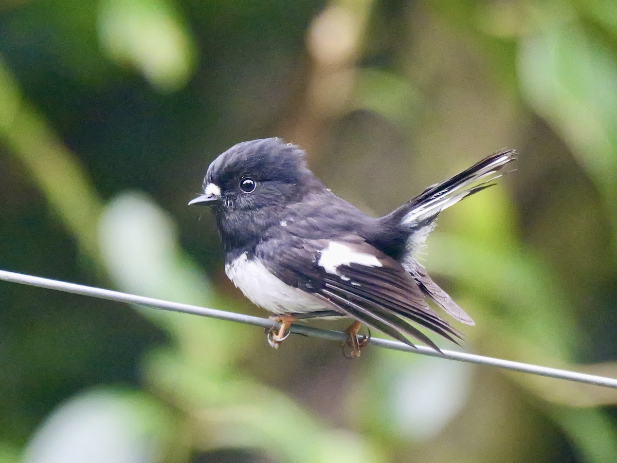 Tomtit - ML646381705