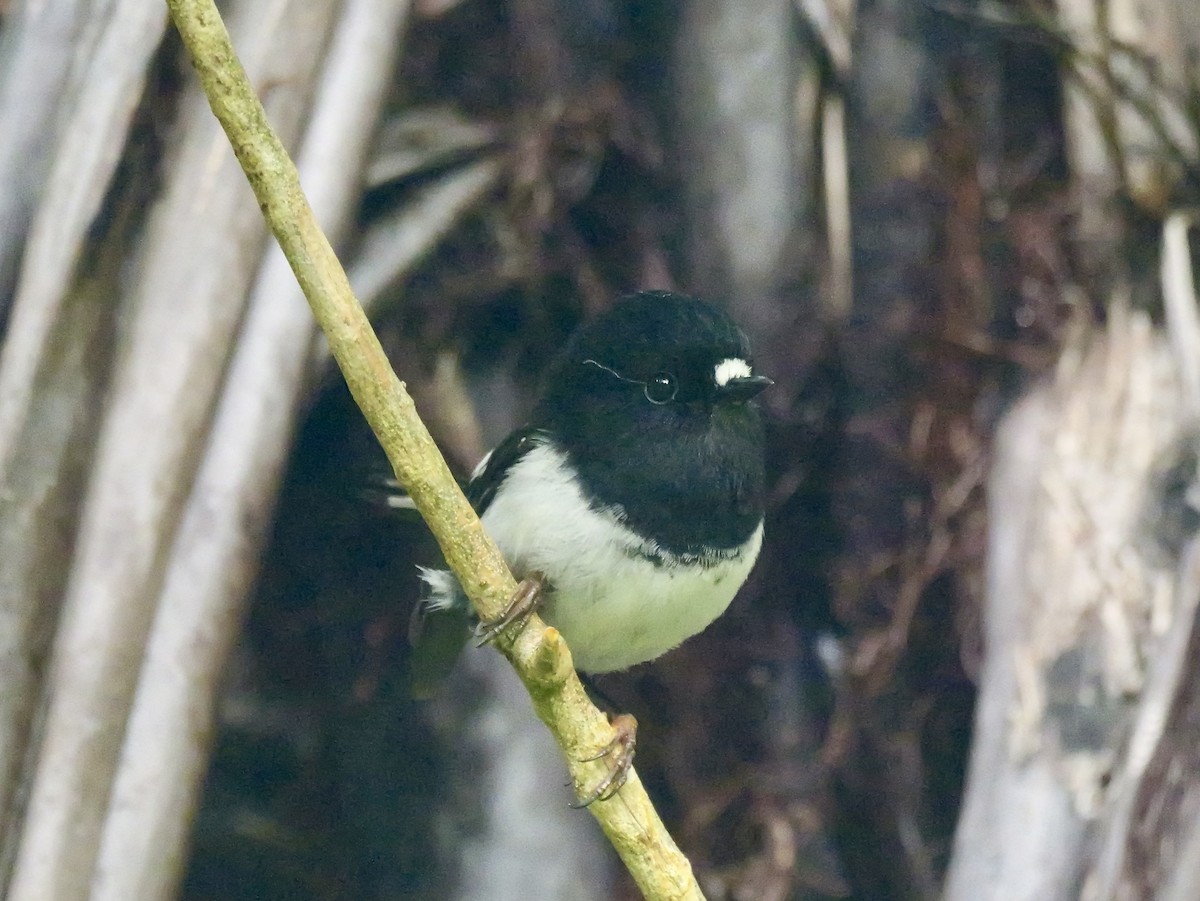 Tomtit - ML646381706