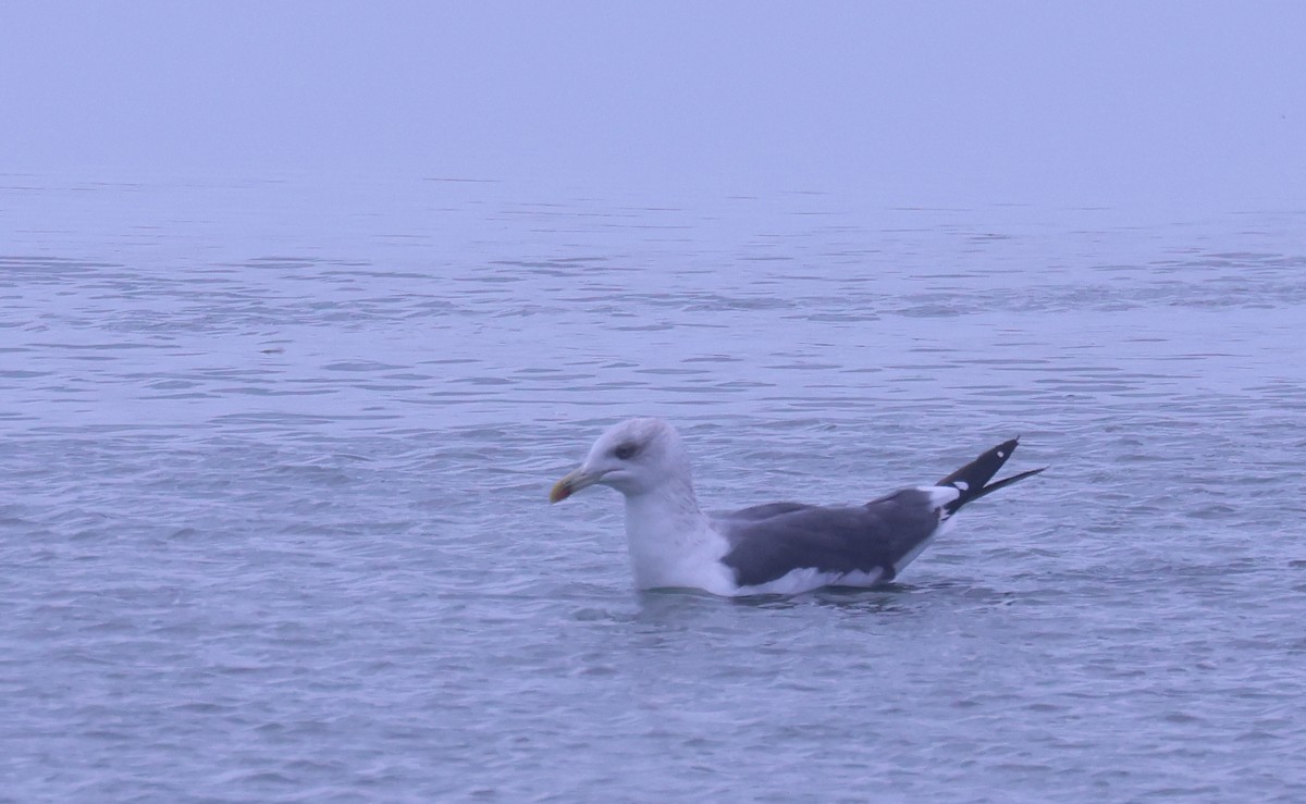 Lesser Black-backed Gull - ML646381708