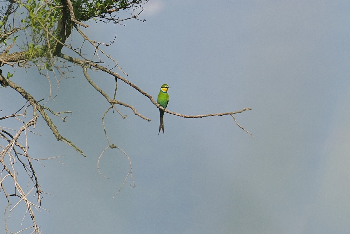 Swallow-tailed Bee-eater - ML646381709