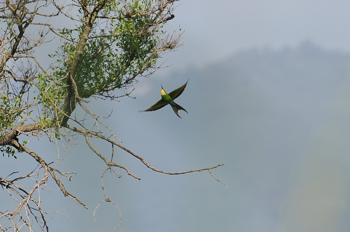 Swallow-tailed Bee-eater - ML646381710