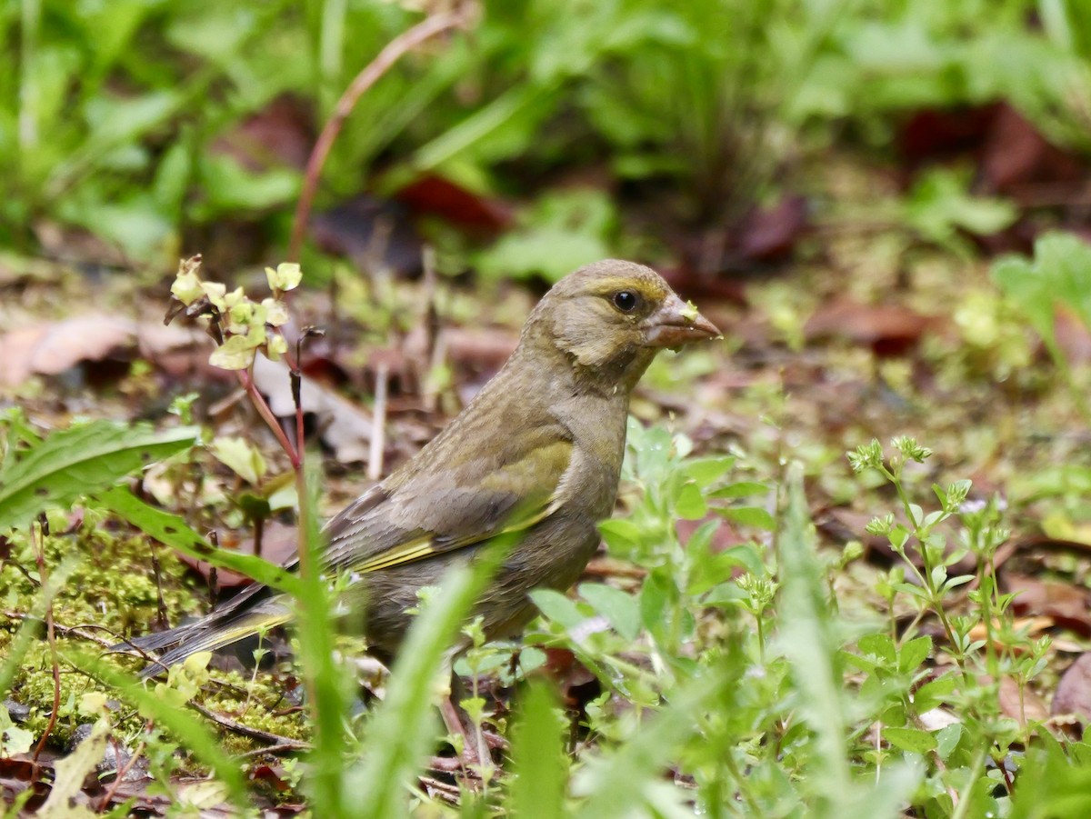 European Greenfinch - ML646381713