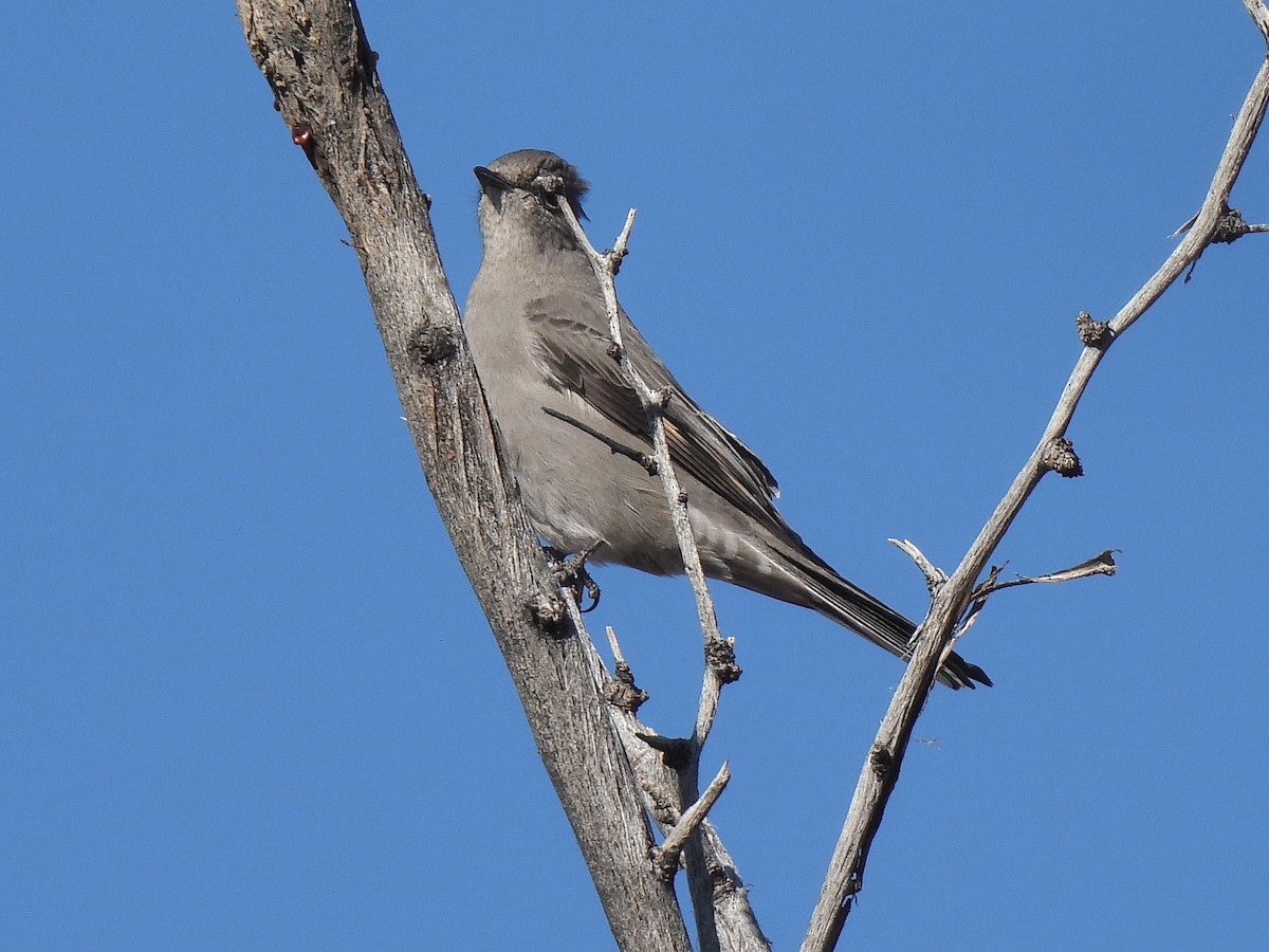 Townsend's Solitaire - ML646381717