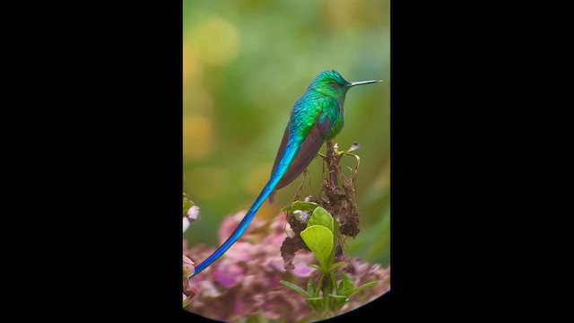 Long-tailed Sylph - ML646381718