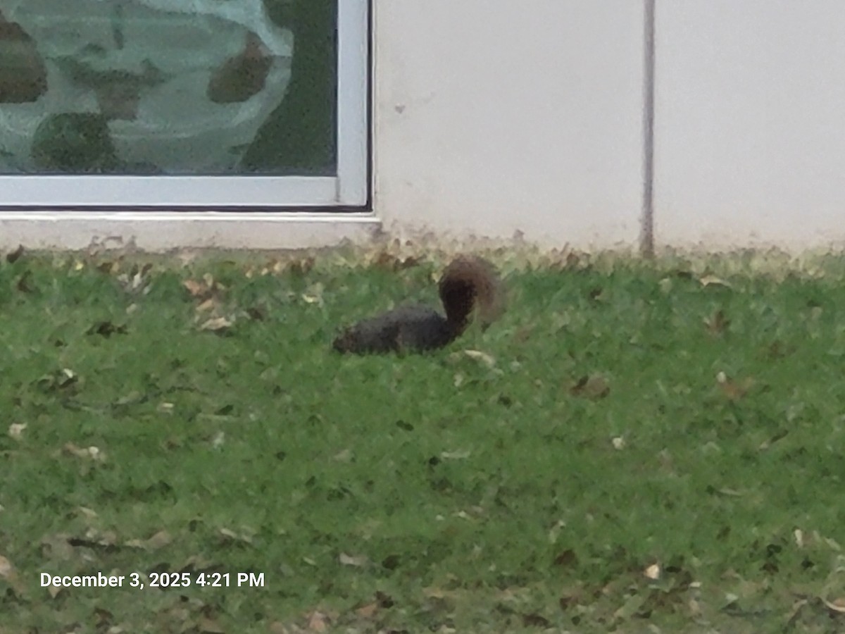 Animali - ML646381725