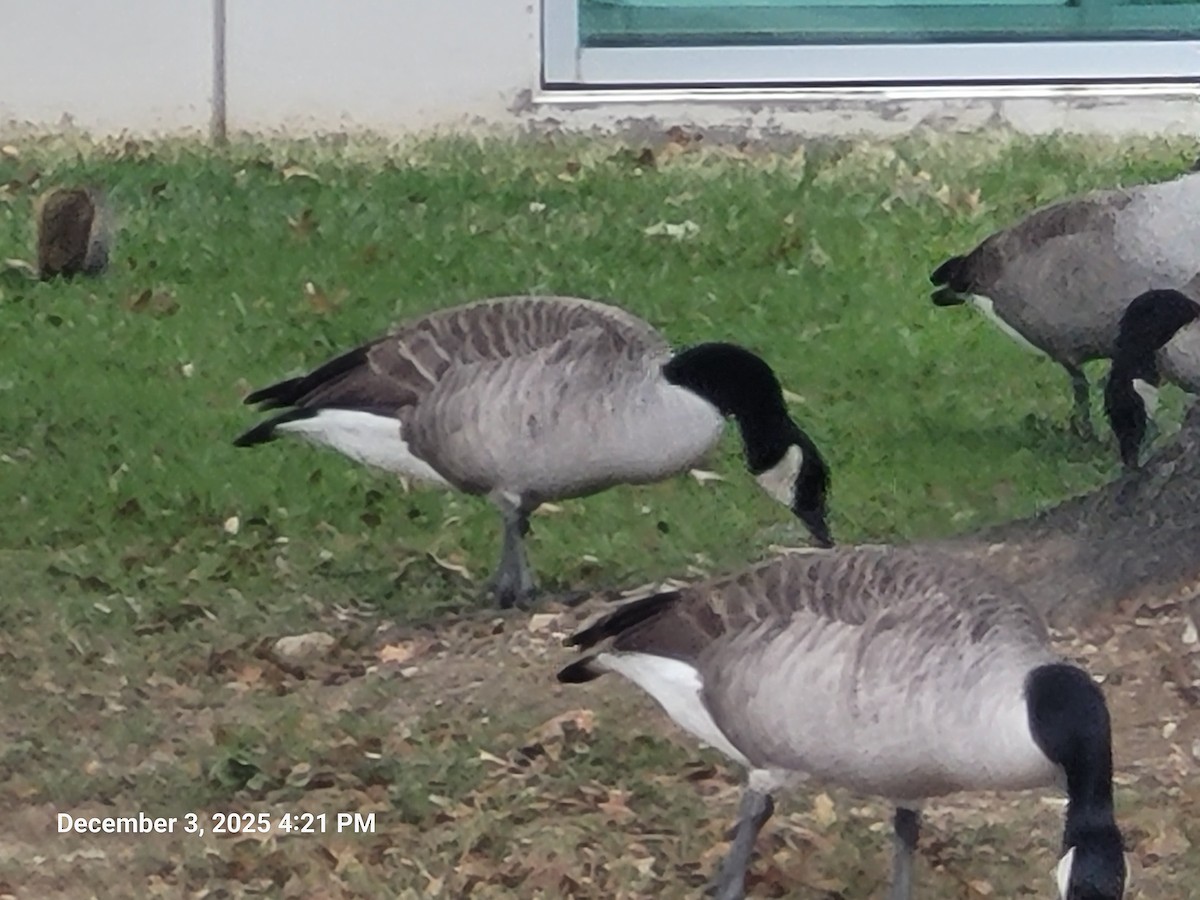 Animali - ML646381726