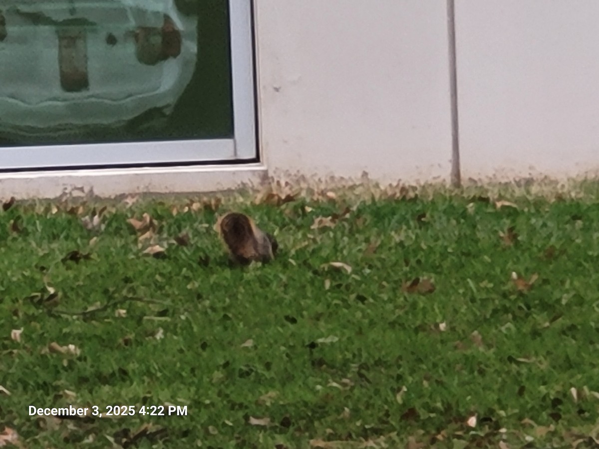 Animali - ML646381727