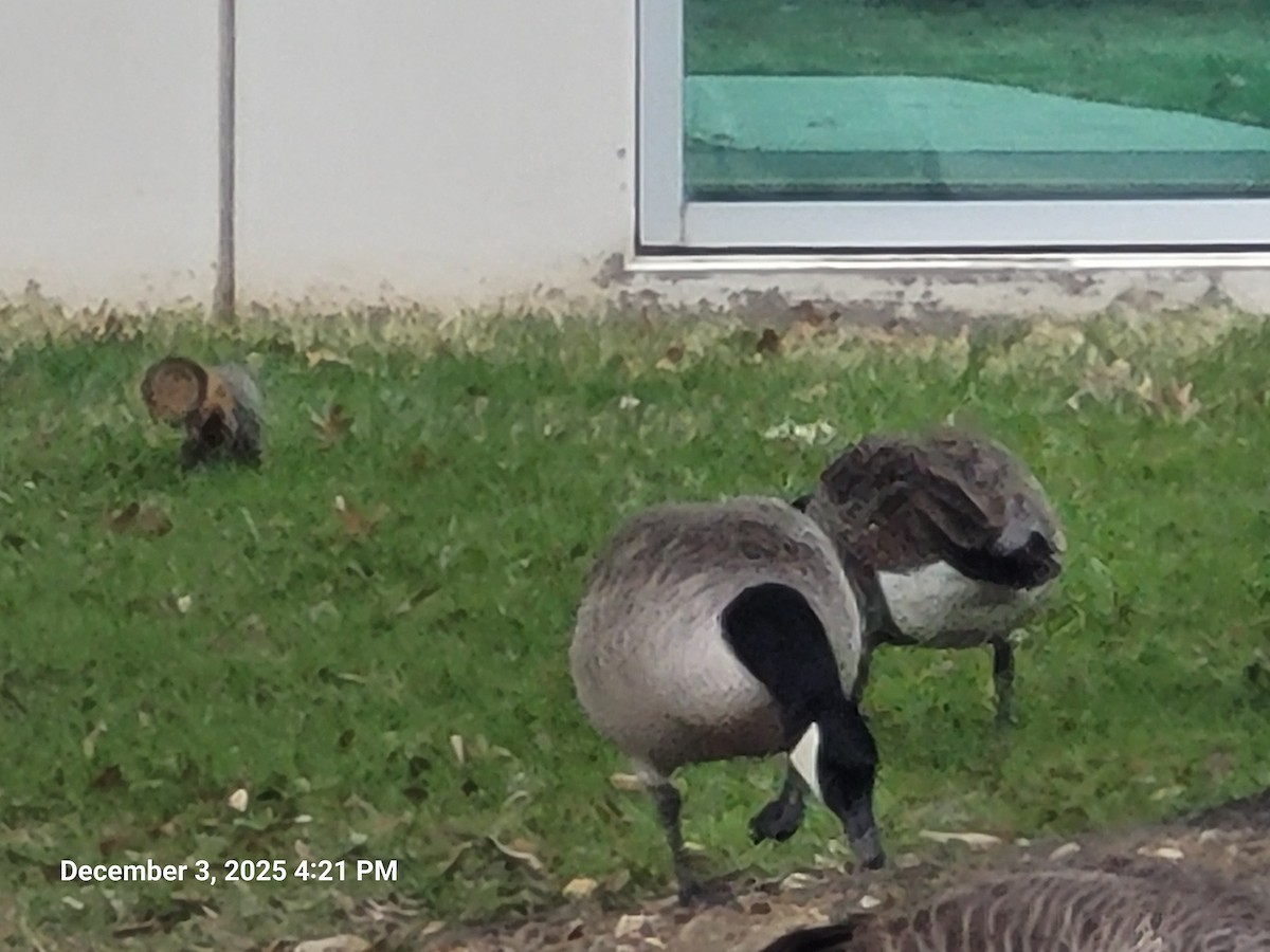 Animali - ML646381728