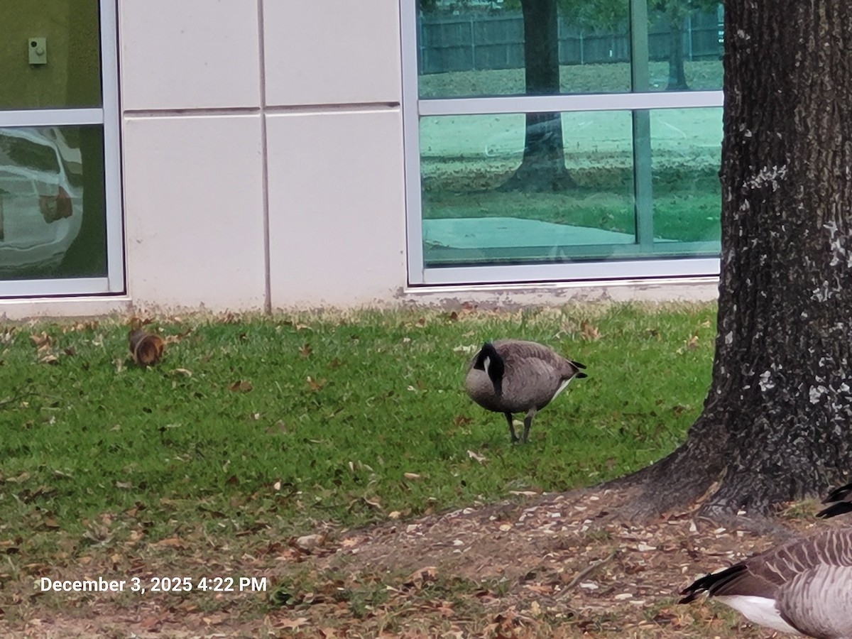 Animali - ML646381729