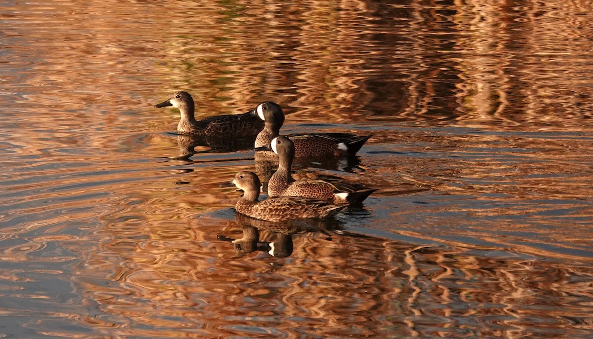 Blue-winged Teal - ML646381731