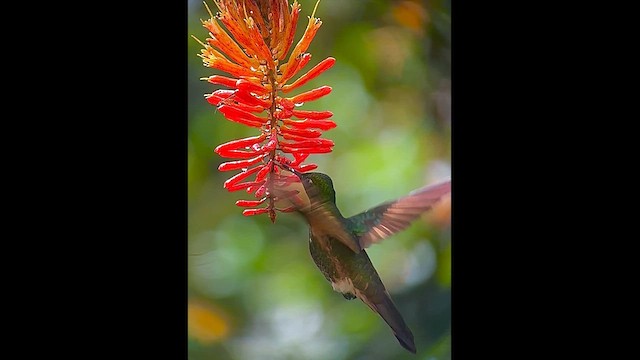 Fawn-breasted Brilliant - ML646381735