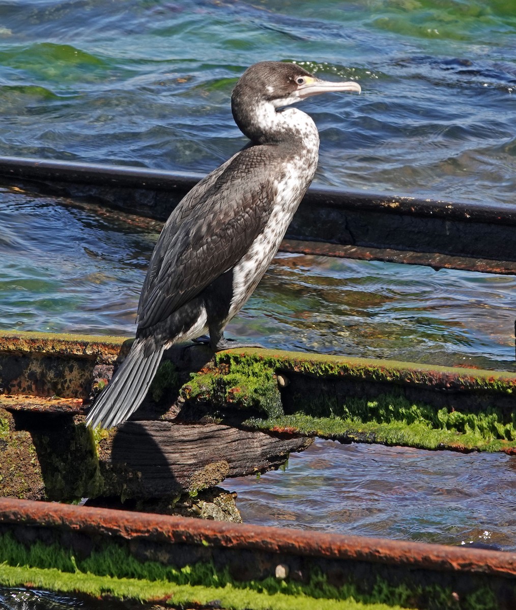 Pied Cormorant - ML646381736