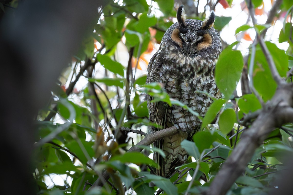 ינשוף עצים - ML646381740