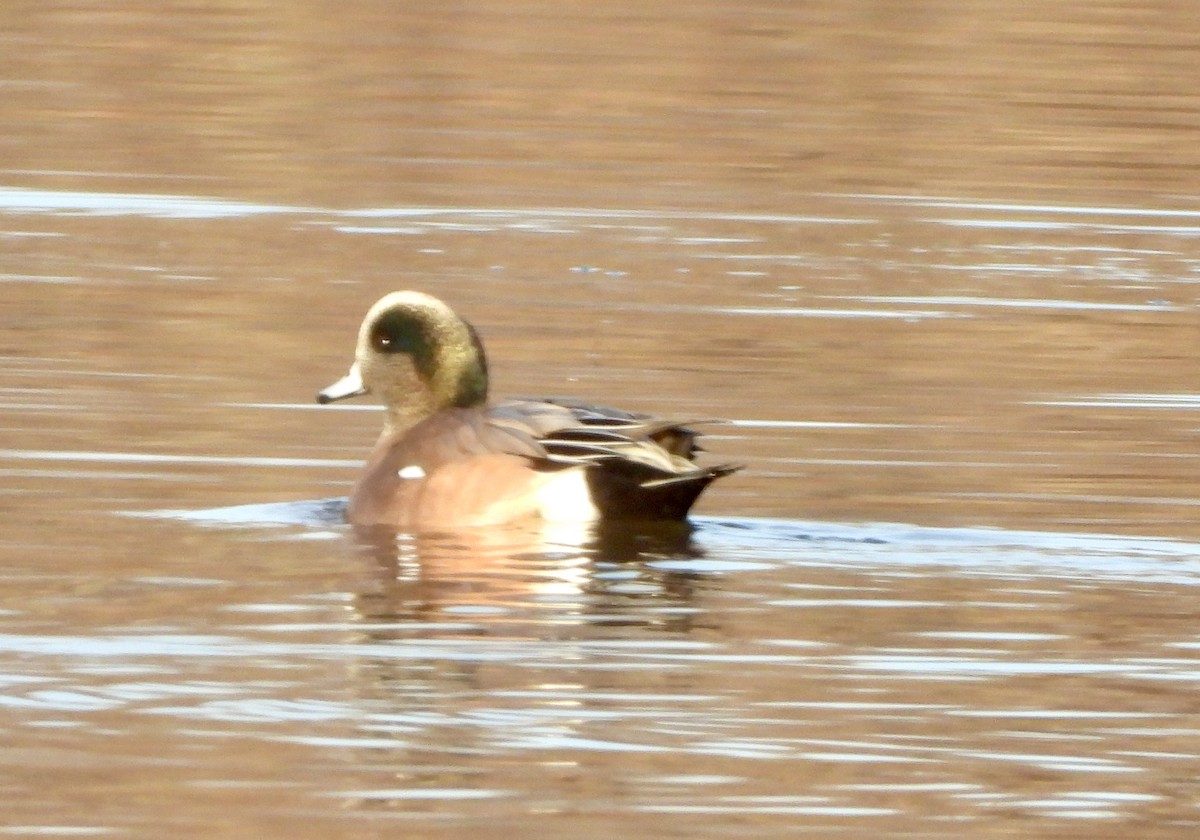Canard d'Amérique - ML646381743