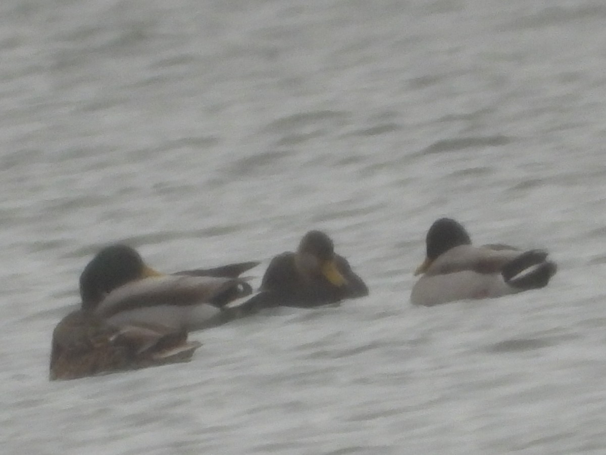 American Black Duck - ML646381744