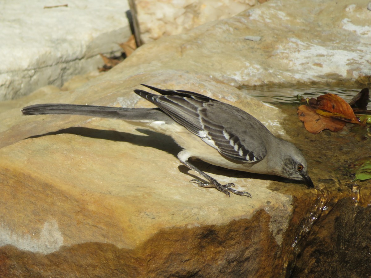 Northern Mockingbird - ML646381747
