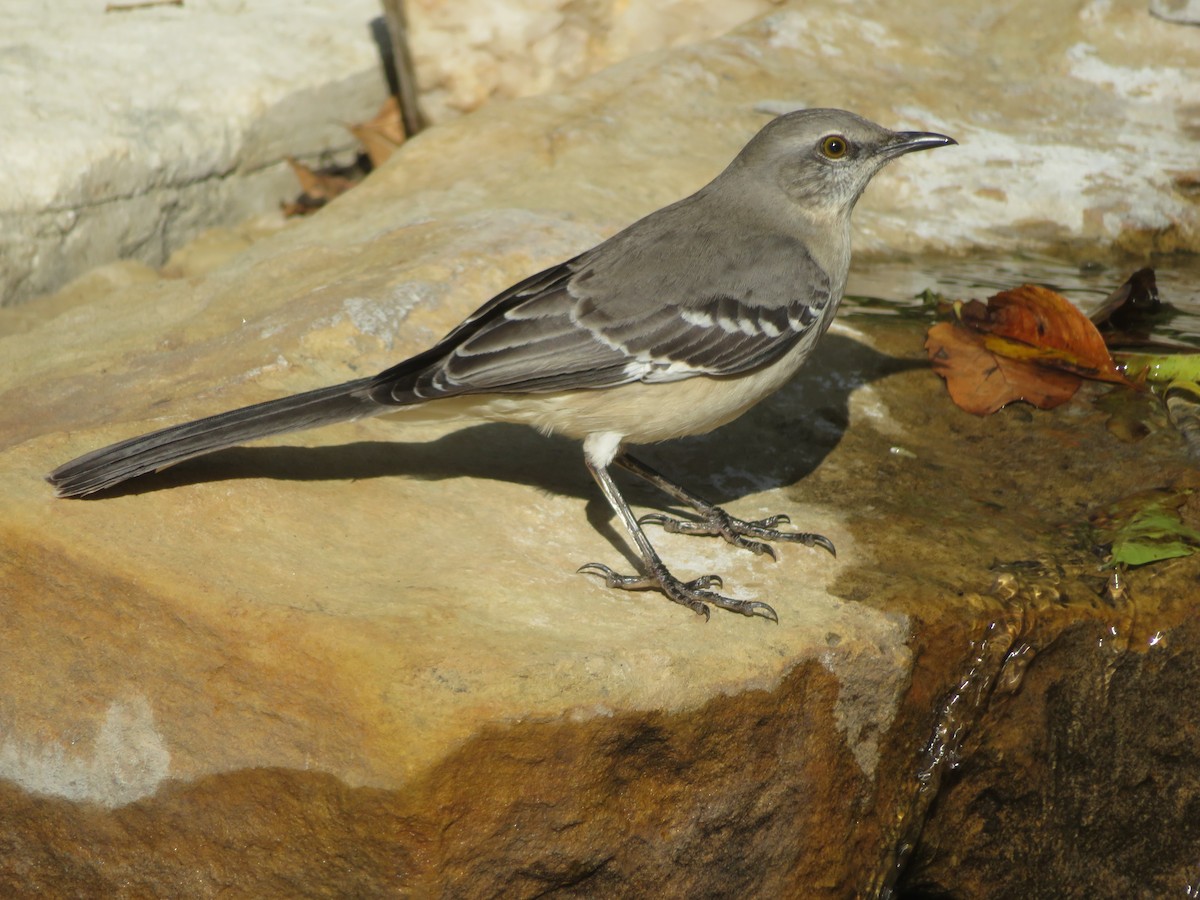 Northern Mockingbird - ML646381748