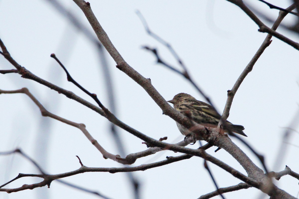 Pine Siskin - ML646381749