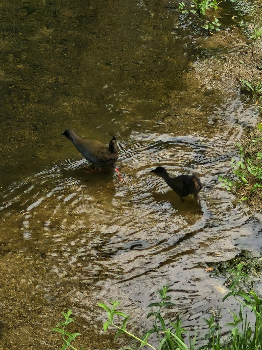 Plumbeous Rail - ML646381751