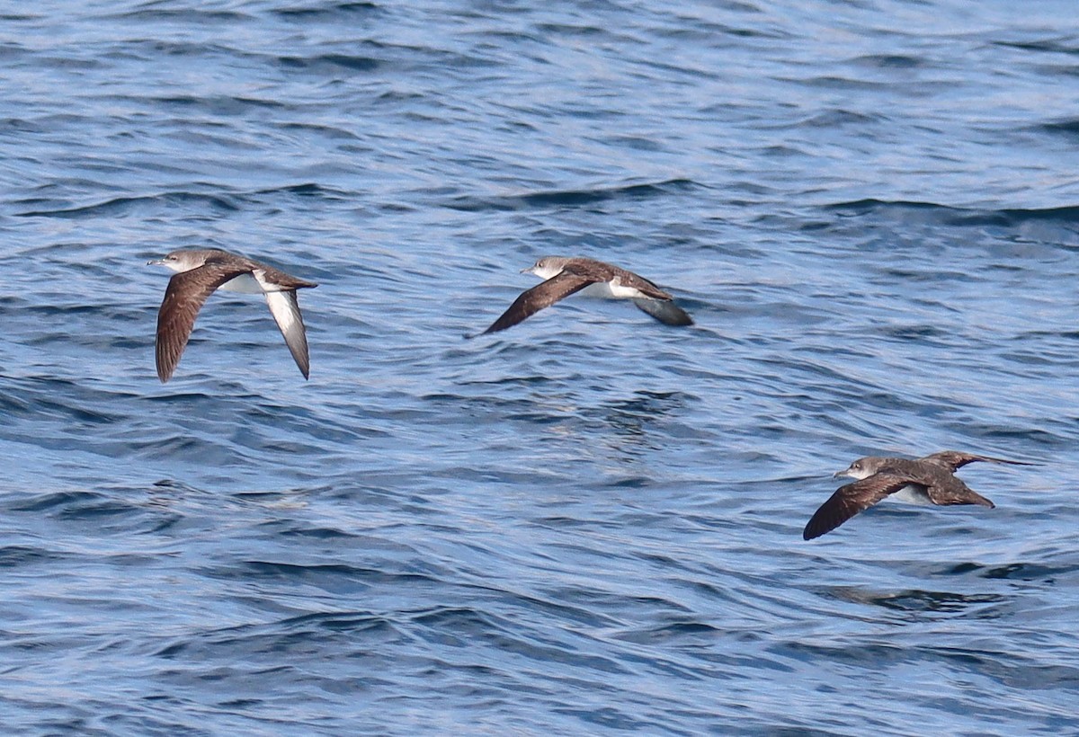 Black-vented Shearwater - ML646381752