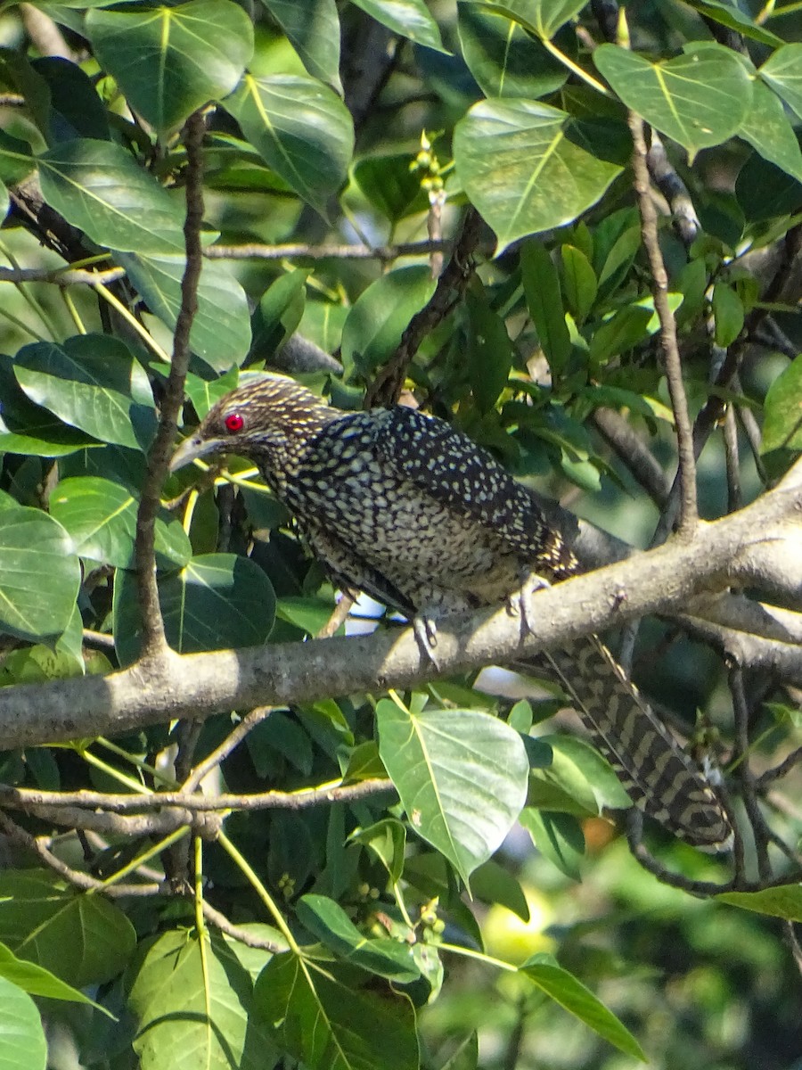 Asian Koel - ML646381753